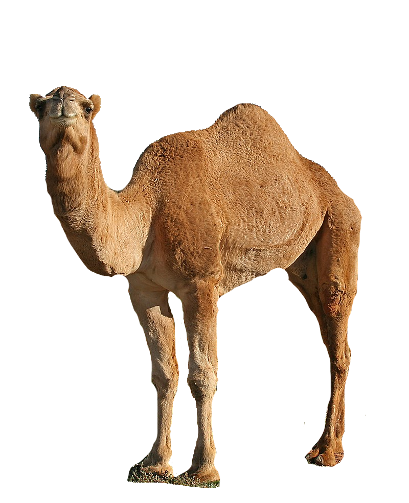 CAMEL RIDE
